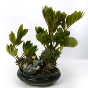 Bonsai Zamia 7 anos